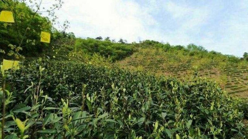 河南农资厂家农药选购指南：如何根据作物需求精准选择